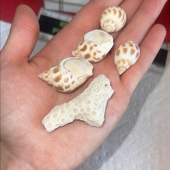 Assorted Seashell Collection - Picture 9 of 10